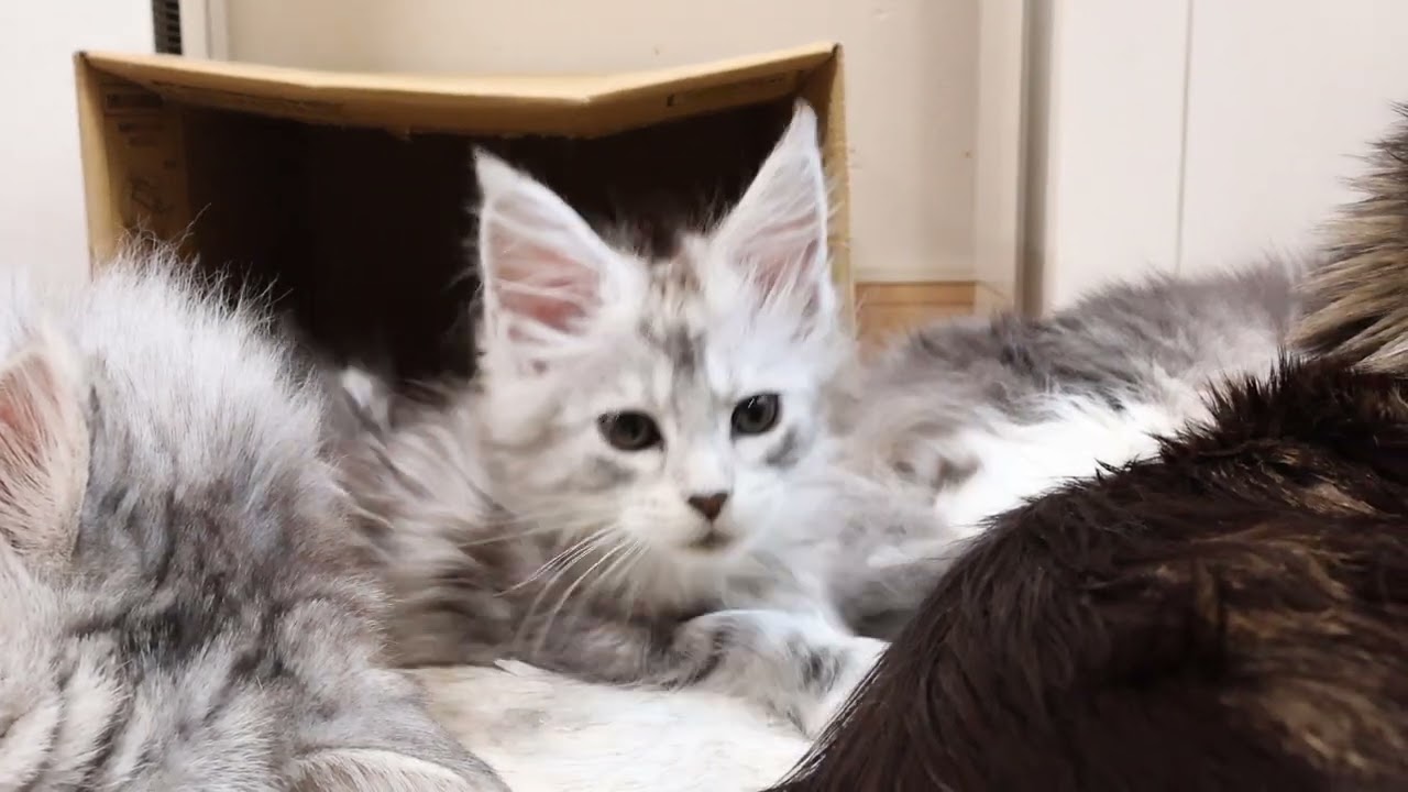 メインクーン子猫キアラちゃんの目覚め