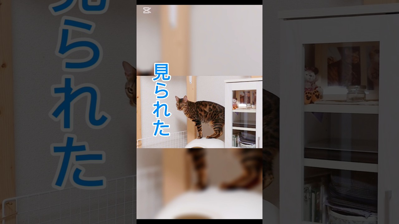 恥ずかしすぎる #猫 #猫動画 #猫のいる暮らし #ベンガル #cat #fyp #shorts #short