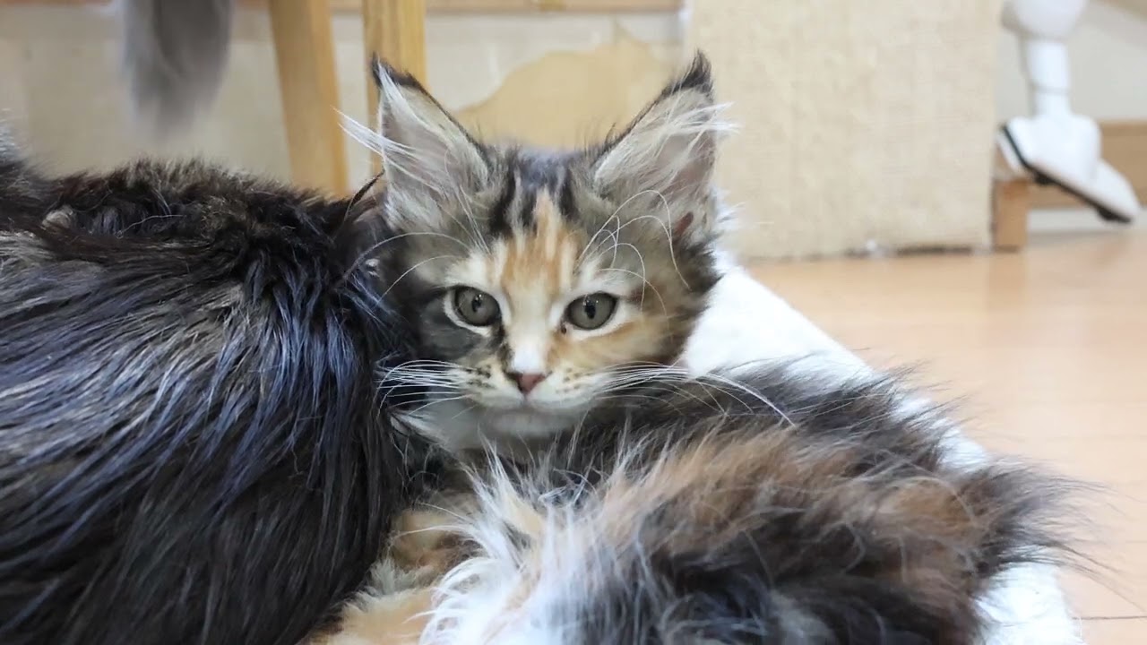 瞳が魅力的なメインクーン子猫つばきちゃん
