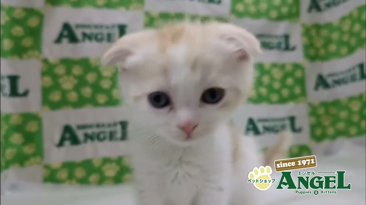 スコティッシュフォールド 2412138 【ペットショップエンゼル　子犬・子猫販売】