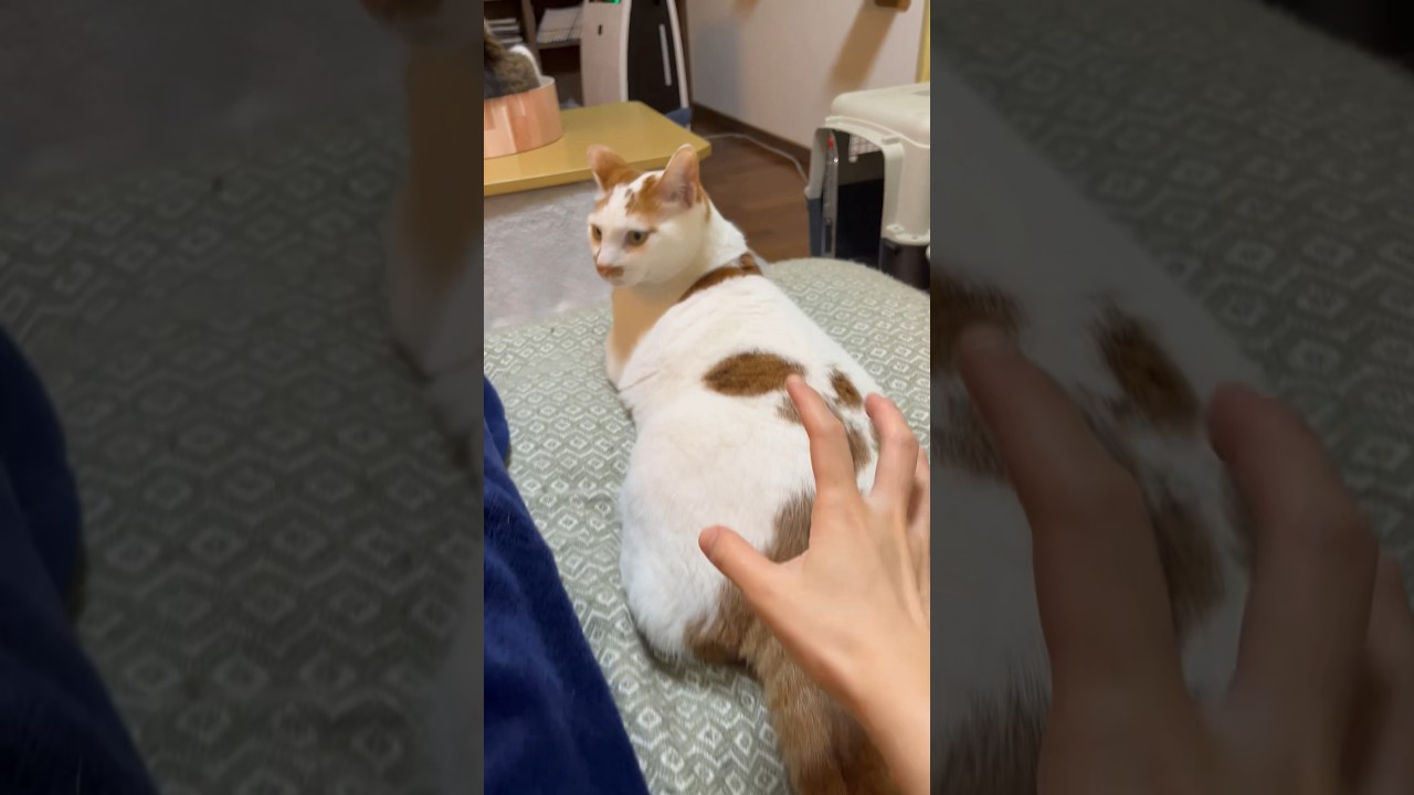 猫「いやん」 #cat #保護猫 #日本猫