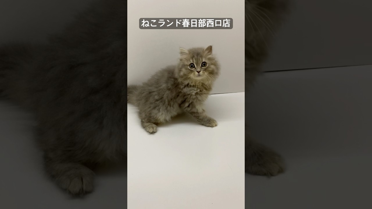 【子猫販売】#サイベリアン #ねこ #ブリーダー #ねこランド #春日部