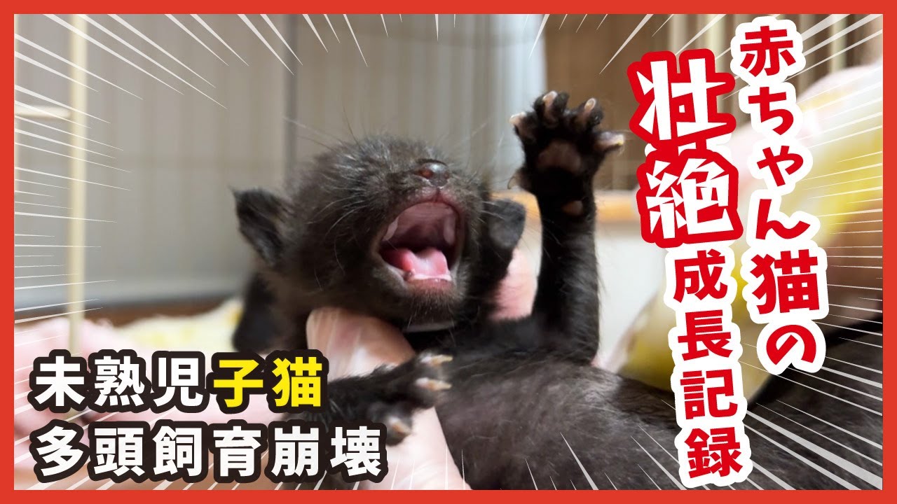 手のひらサイズの子猫たちは本当に下痢から回復できる？