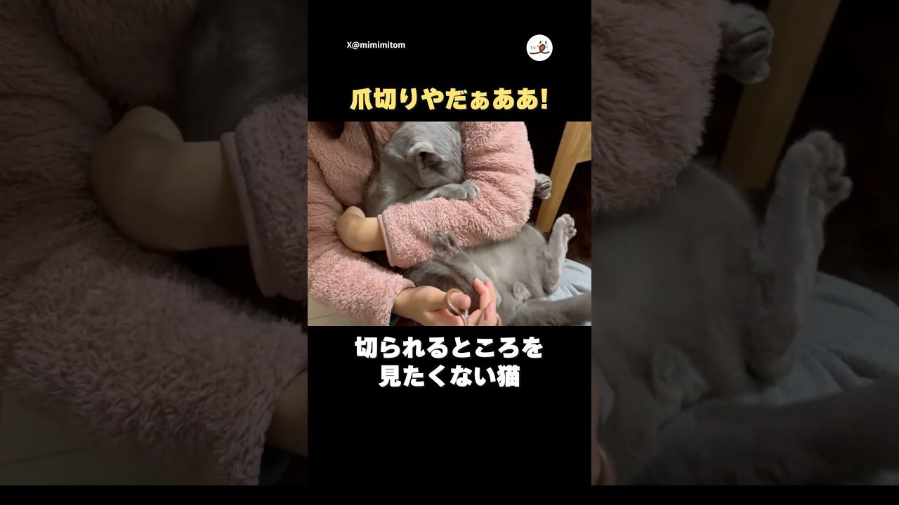 つめきりは怖い！｜PECO #ロシアンブルー #猫 #愛猫家 #猫のいる暮らし #russianblue #cat #catlover #catlife