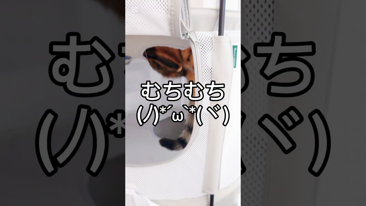 むちむち(ﾉ)*´꒳`*(ヾ) #猫 #猫動画 #猫のいる暮らし #ベンガル #cat #fyp #shorts #short