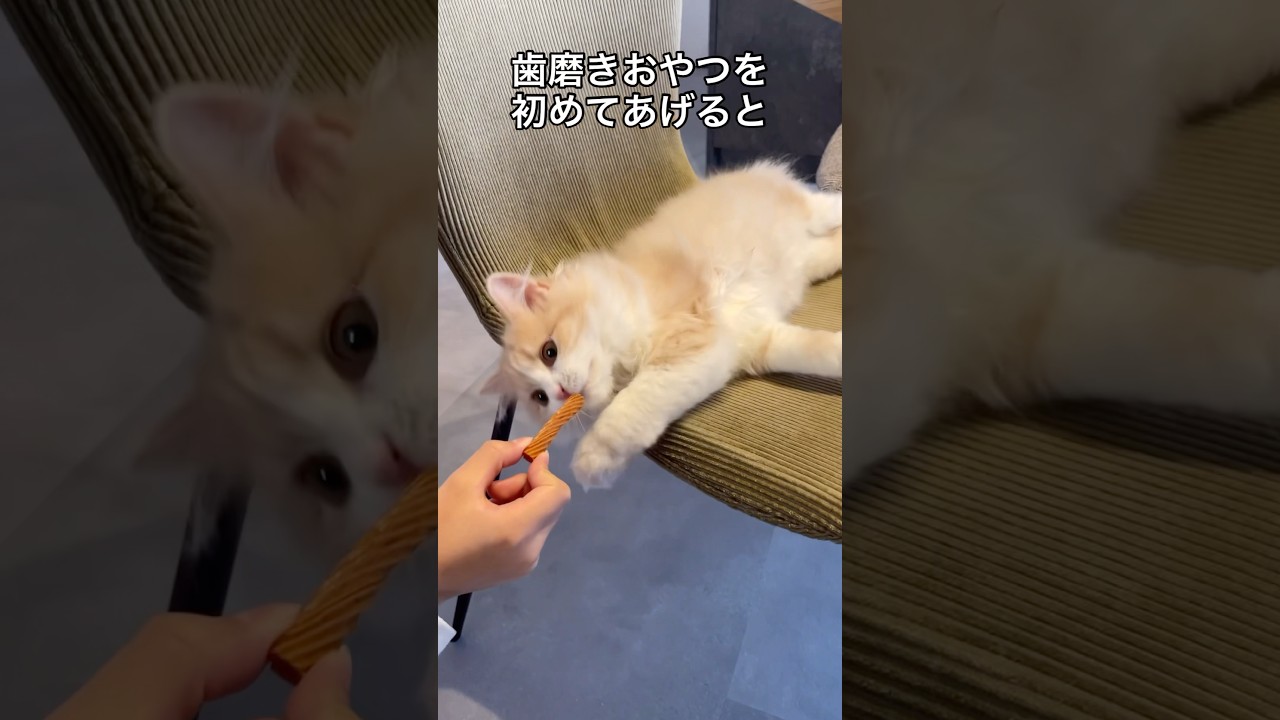 良い香りにそそられる猫 #スコティッシュフォールド子猫 #catshorts