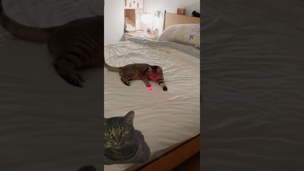 ¡Cuando jugar solo es más divertido! 🐾✨ #GatitoJuguetón #TernuraEnAcción 😻🎾"