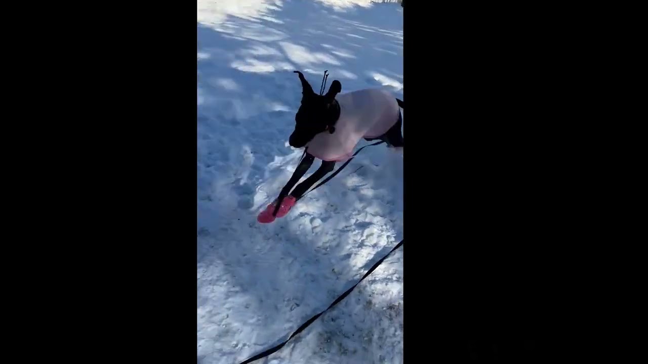 FB Bella Buton Ziti Snow shoes  524pm    1222025