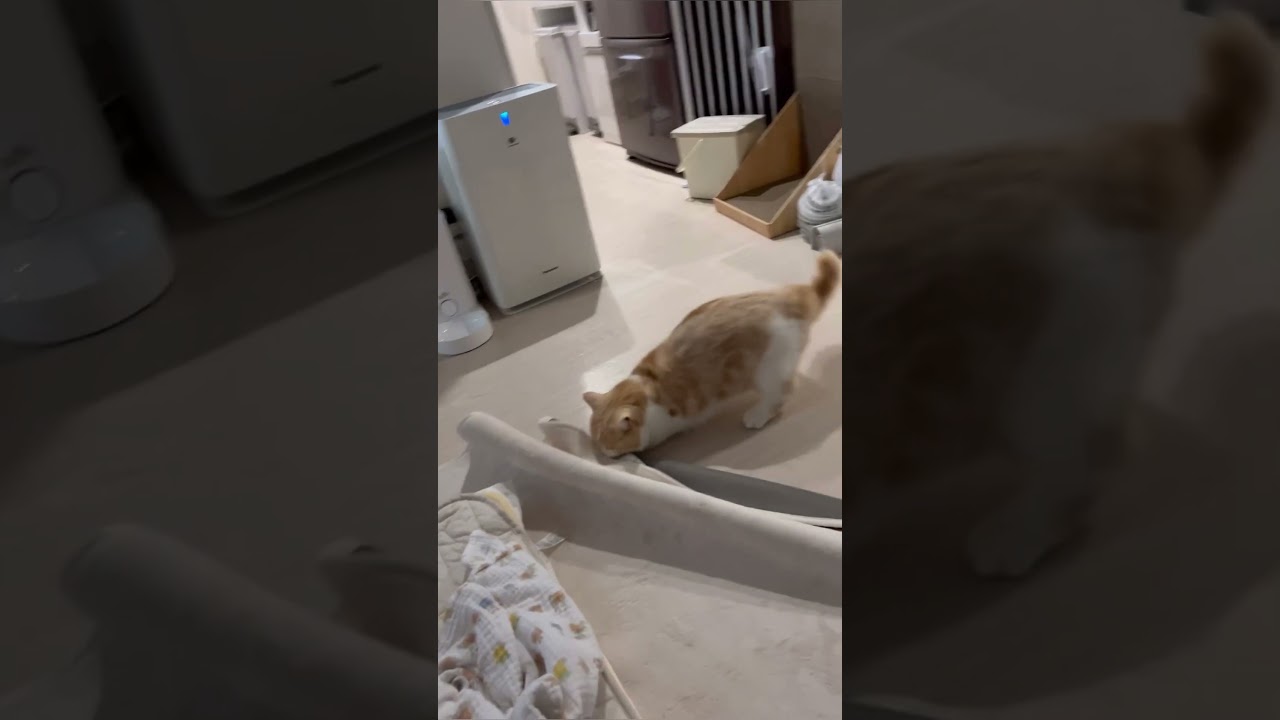 探し物は何ですか　猫マンチカンまんじろう