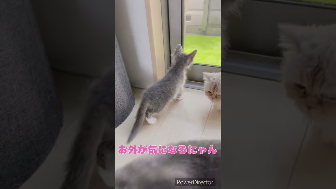 巻き毛猫ラパーマちゃん🐈🐾御家族募集中❣️ 【お問合せ詳細は説明欄に記載あります】 #ラパーマ #猫 #ブリーダー直販 #マンチカン #ミヌエット #子猫 #猫のいる暮らし #子猫販売
