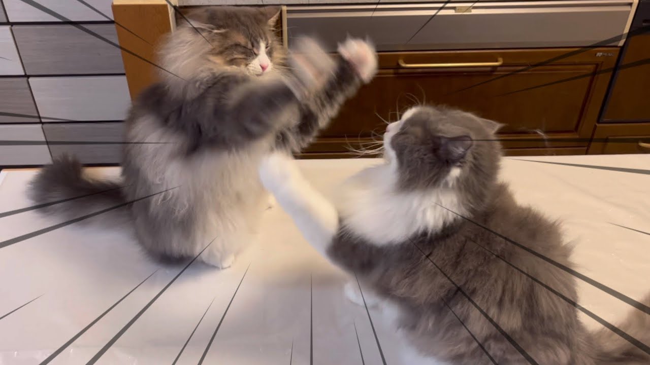 【目つむりパンチ‼︎】ノルウェージャンフォレストキャットの可愛いバトル⚡️