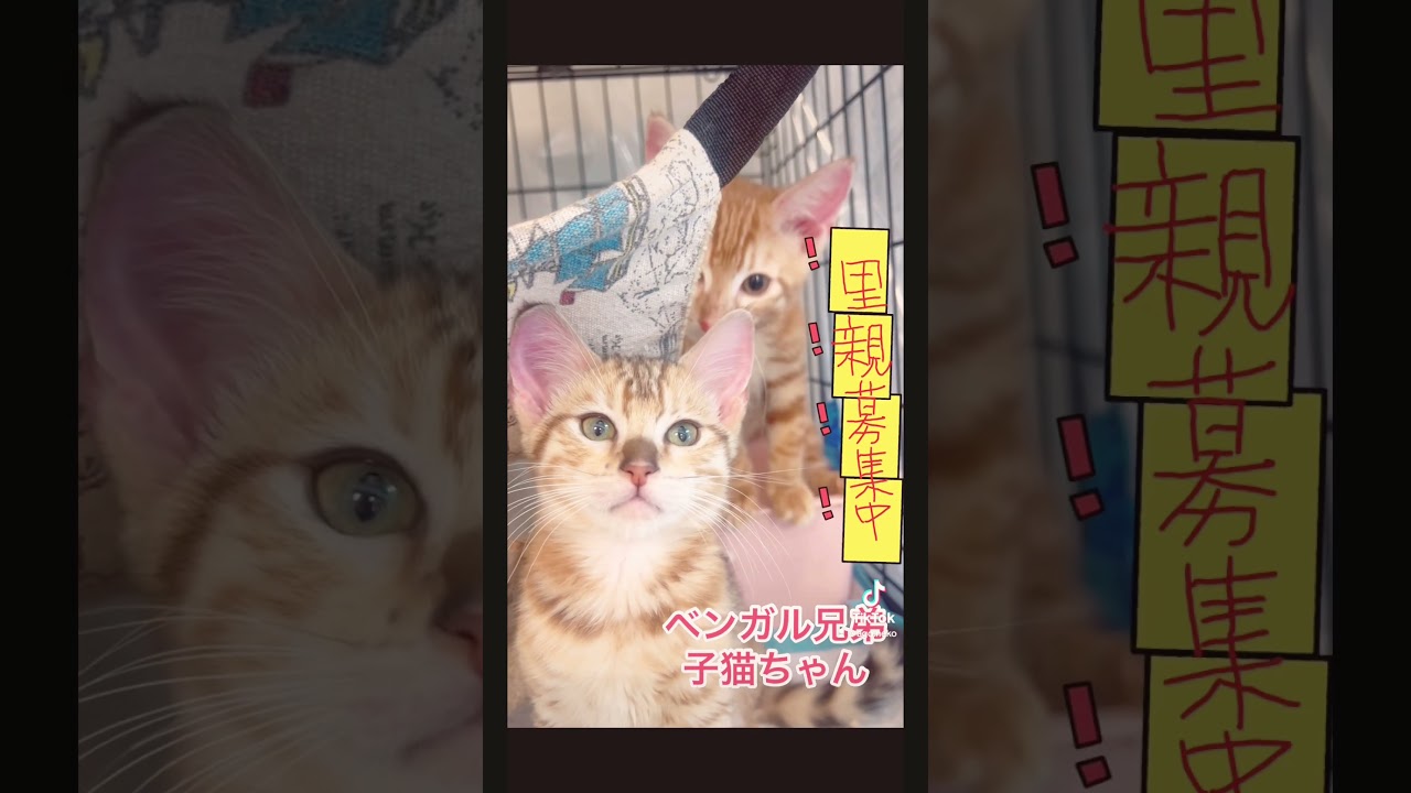 #里親募集中　#ベンガル子猫　ご飯もよく食べ元気な2ニャンです。ブリーダーさんの規模縮小の為　😸😊　#里親募集中子猫アゴはネコ
