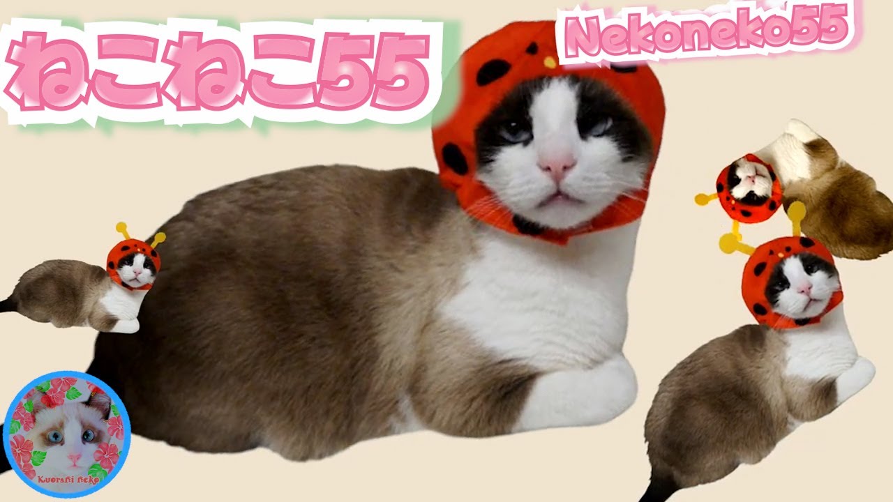 【Eテレ】ねこねこ５５のテーマ曲をのせ猫気分で 0655 Hawaiian mood Nekoneko 55