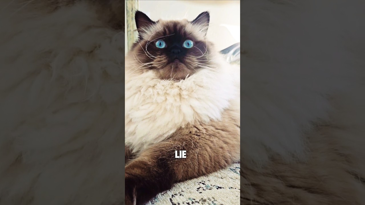 My life philosophy 🙌 #cat #petlovers #catlover #pets #shorts