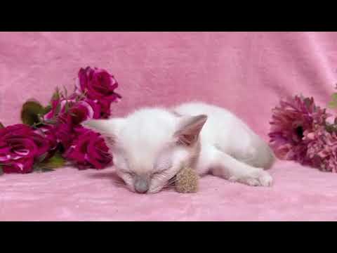 トンキニーズ 【生後10ヶ月まで生命保証付き❤】プラチナミンクの女の子❤（黄色リボンちゃん）【お土産付き🎁】