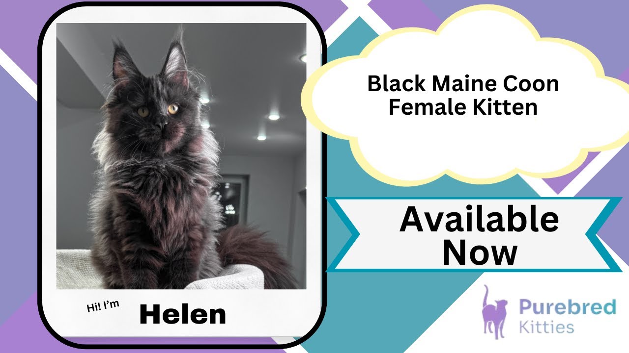 Helen Black Maine Coon Female Kitten Available Now | Purebred Kitties