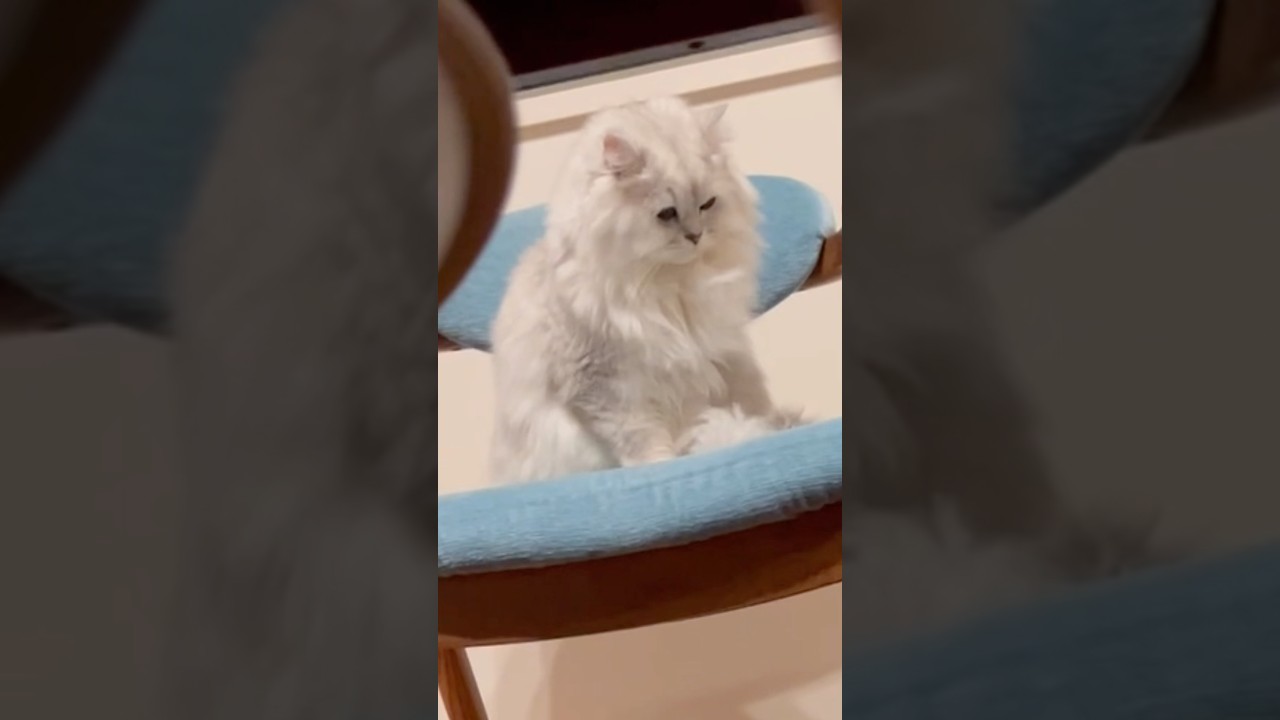 仕事帰りみたいにお疲れ？な猫　　#ペルシャ#チンチラ#猫#ねこ #猫のいる暮らし #癒し #いやし#cat  #ふわふわ