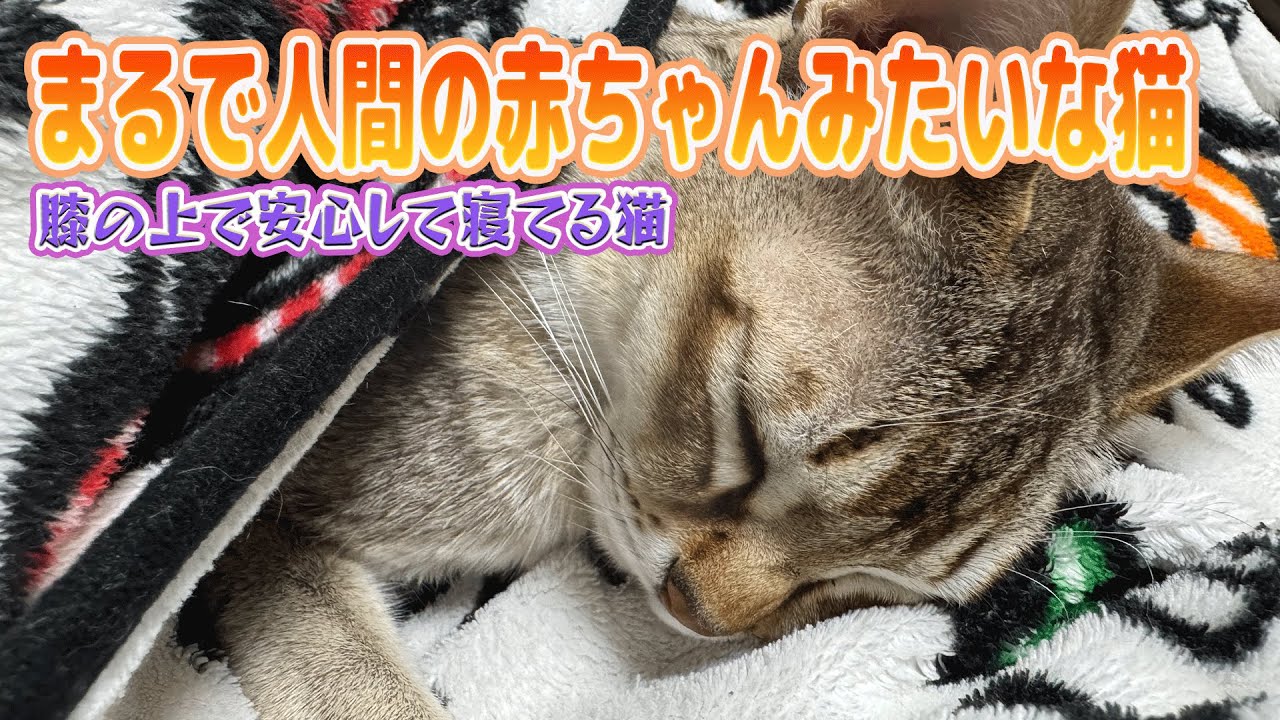 【シンガプーラ】まるで人間の赤ちゃんみたいな猫がこちらです！膝の上でぐっすり🩷