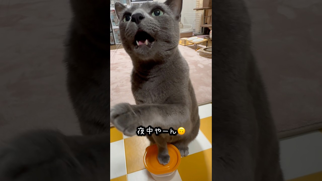 【ロシアンブルー】今朝のめろん〜早起きすぎ🫢【猫】#shorts