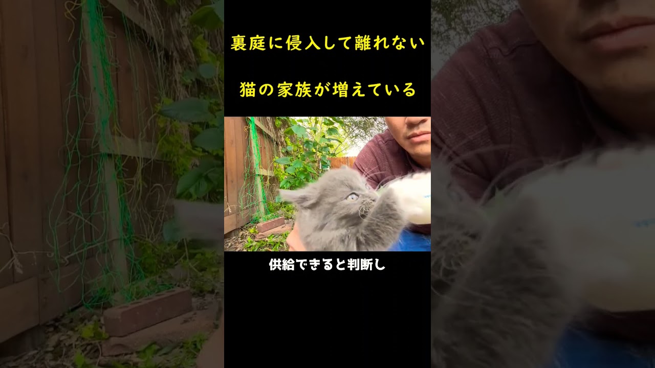 裏庭に侵入してきた猫一家！