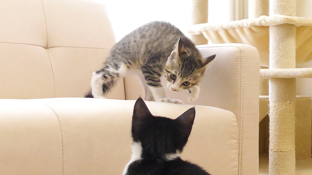 新しいソファーの取り合いで子猫たちがこうなっちゃいました...
