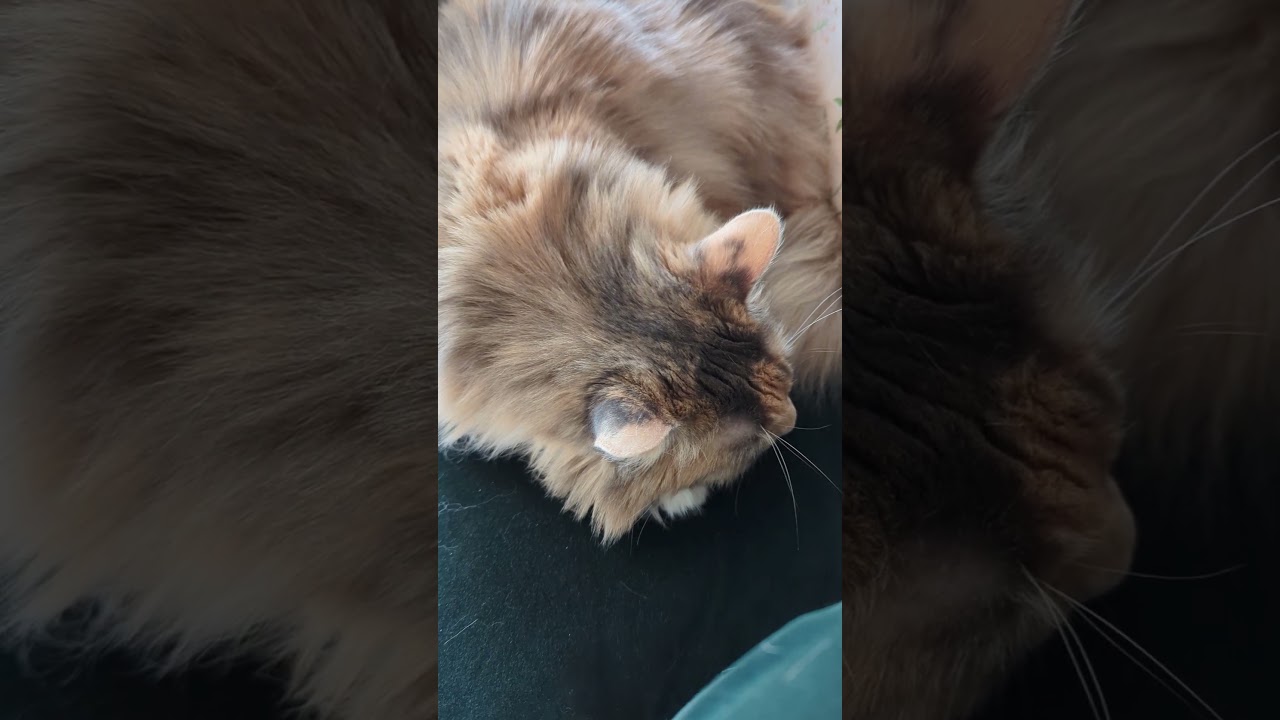 寝てないよ　メインクーンのメイ