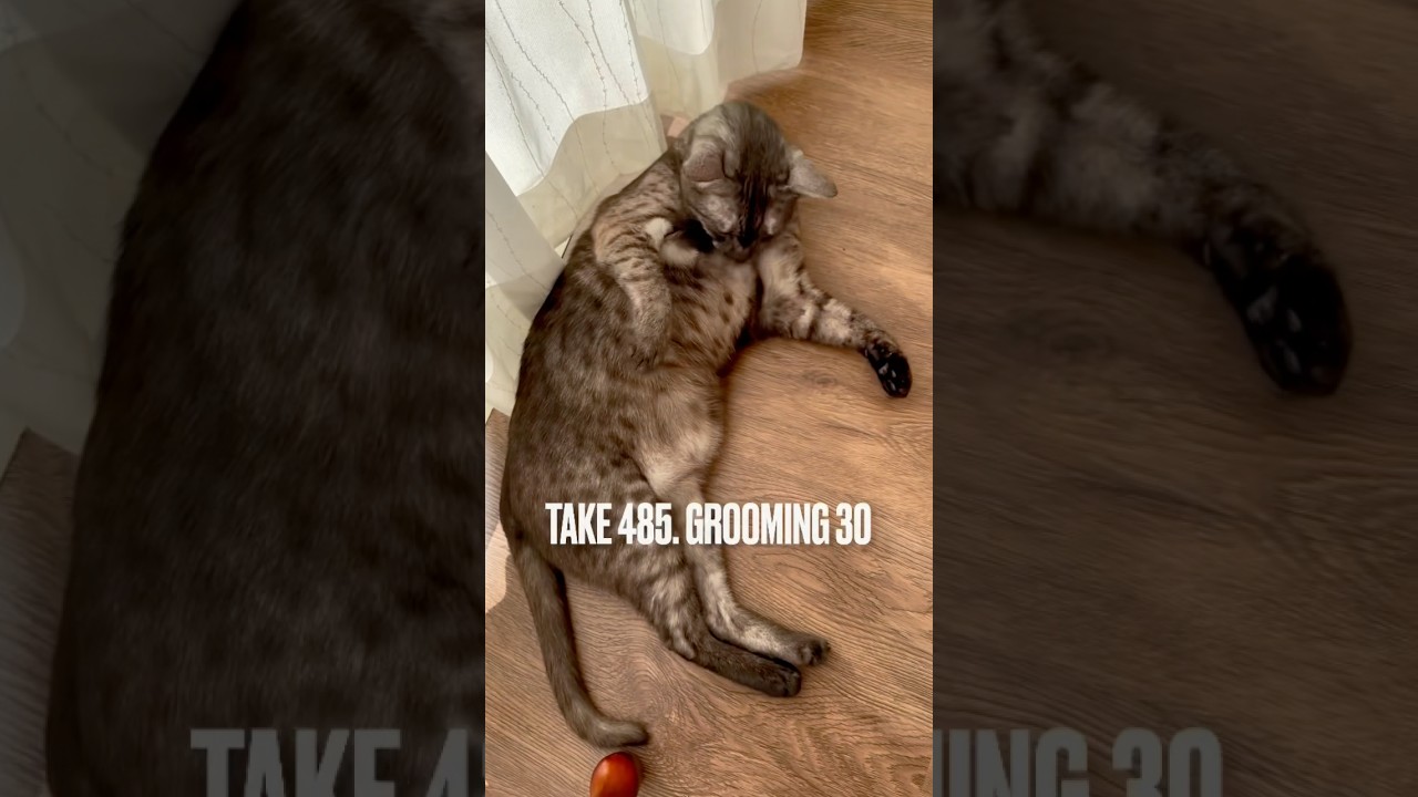 #ひなたぼっこ 気持ちいいにゃ❗️胸のあたりの #グルーミング はバランス取りながらにゃ‼️#grooming #egyptianmaucat #エジプシャンマウの仲間たち #shorts