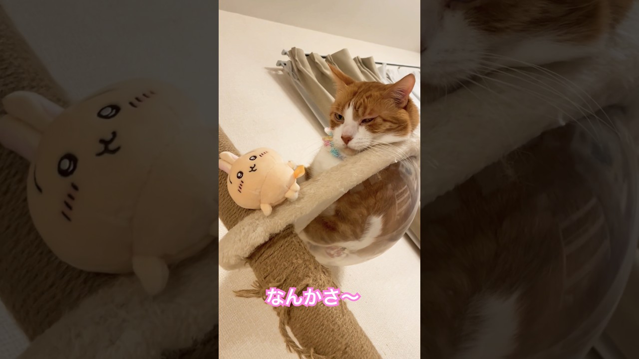 時止まってない？ #ねこ #cat #ねこ好きさんと繋がりたい #猫のいる生活