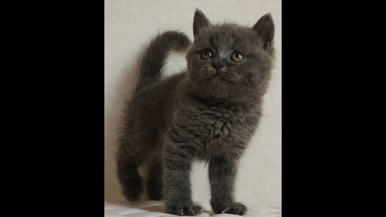 セルカークレックス子猫　Selkirk Rex　2024.12.6産まれ　ブルー　ストレート　男の子　シーダキャット猫のお店