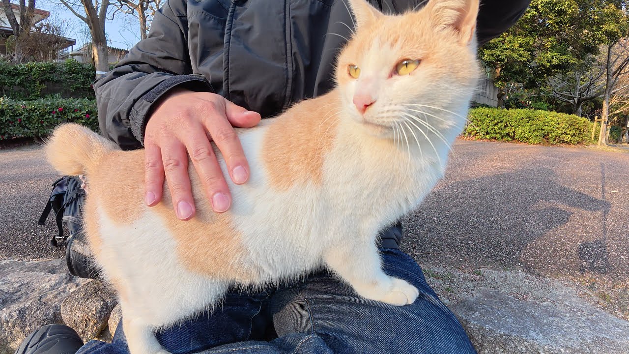 ミルクティー猫の縄張りを侵犯したキジトラ猫を送り届ける