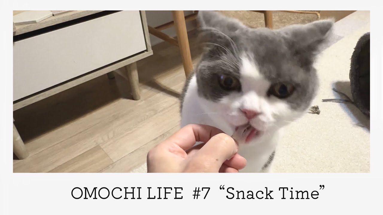 大好きなおやつタイム　おやつを頑張って噛んでるのも可愛すぎる　#cat #catlover #ねこ #猫 #猫のいる暮らし