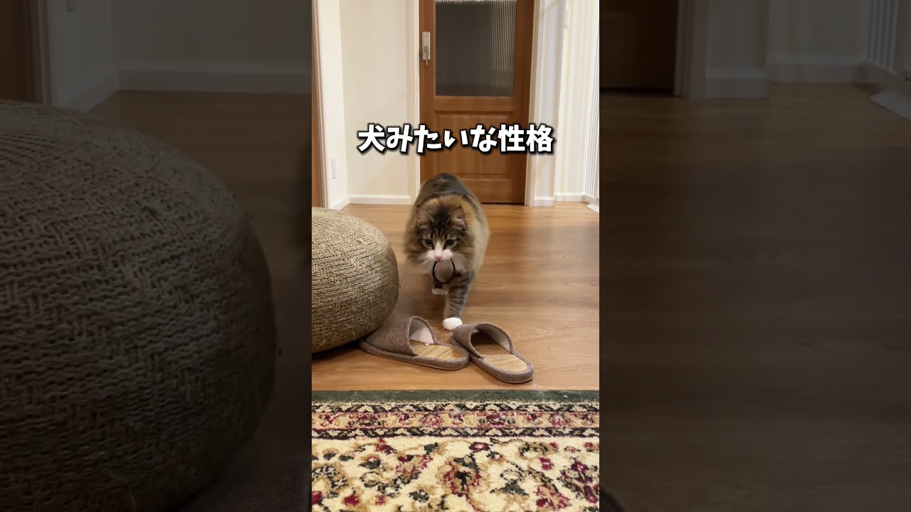 ノルウェージャンあるある4選　 #cat #ねこ #猫 #ノルウェージャンフォレストキャット #北欧猫