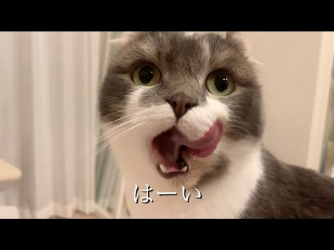 最近のたぴのブームは…大丈夫か？ #アメリカンカール #ねこ #ゆるいvlog