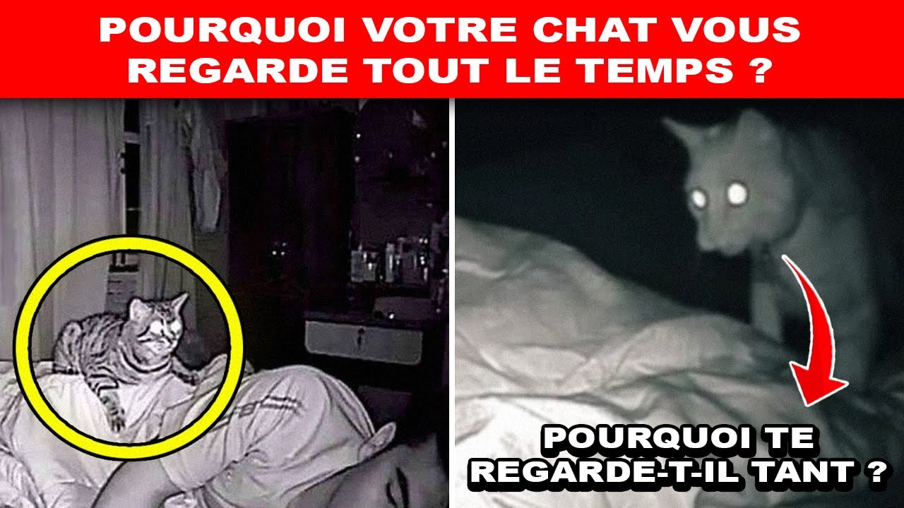 Votre Chat Vous Regarde TOUT LE TEMPS Pour une Raison Étrange 👀