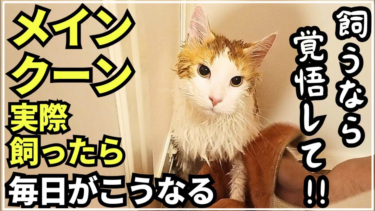 メインクーン実際飼った人だけ知っているリアルお風呂事情