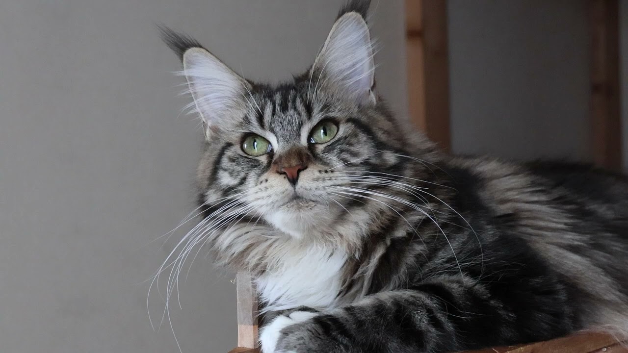 いたずら大好きメインクーン響きさん