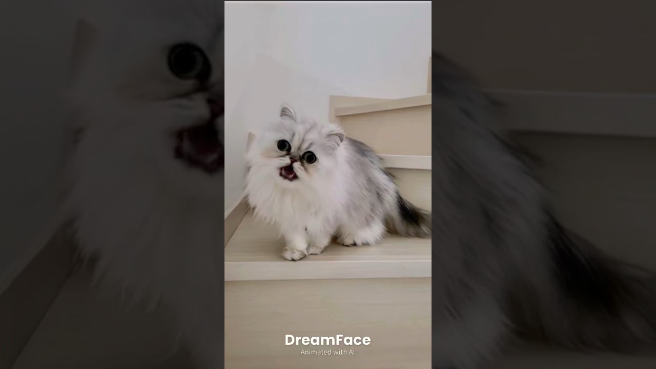 【猫動画】ドラえもんなラムちゃん😈#shorts#cat #猫#ペルシャ