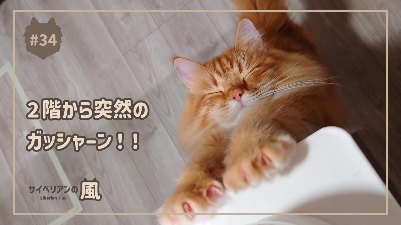 【#34】2階から突然のガッシャーン！！【サイベリアンの男の子】