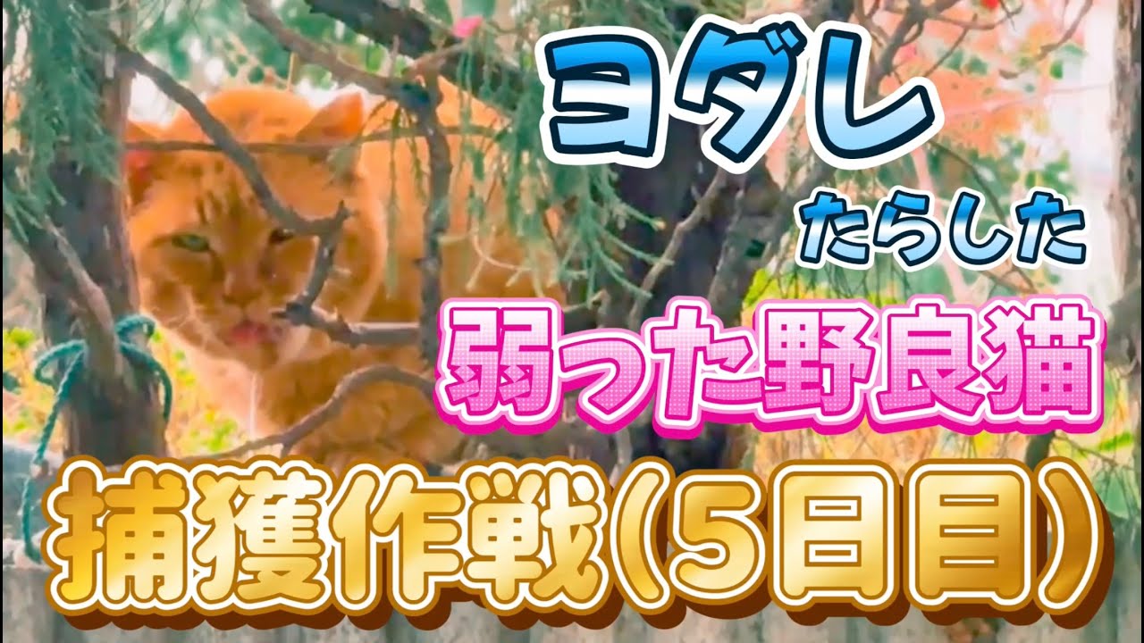 【ヨダレ垂れてベロ出てる野良猫捕獲作戦！！】（５日目）