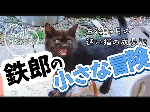 【鉄郎の小さな冒険🐈‍⬛💨】生後3ヶ月の仔猫が日々学習する事✎地域猫ボランティアのなづママ𓃠#なづママ#野良猫 #地域猫#地域猫活動 #猫動画 #仔猫#子猫#こねこ#cat#cats #ねこ#猫＃ネコ