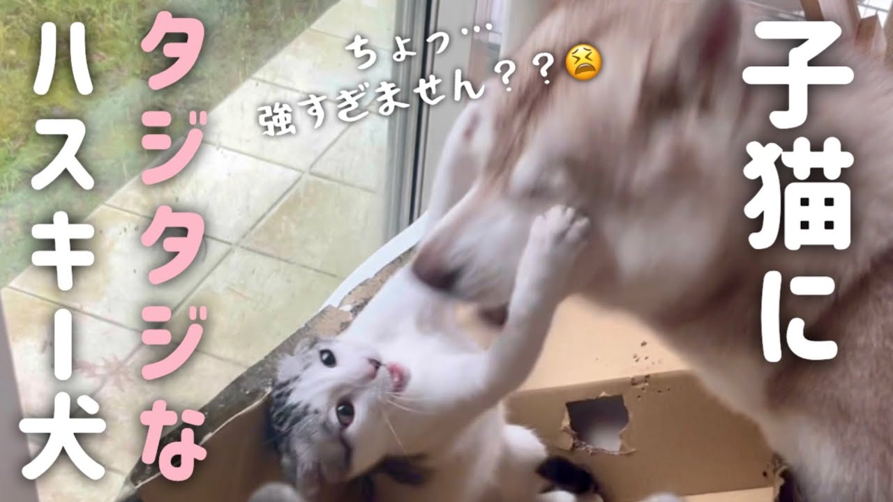 ハスキーに対して容赦がない激つよ子猫
