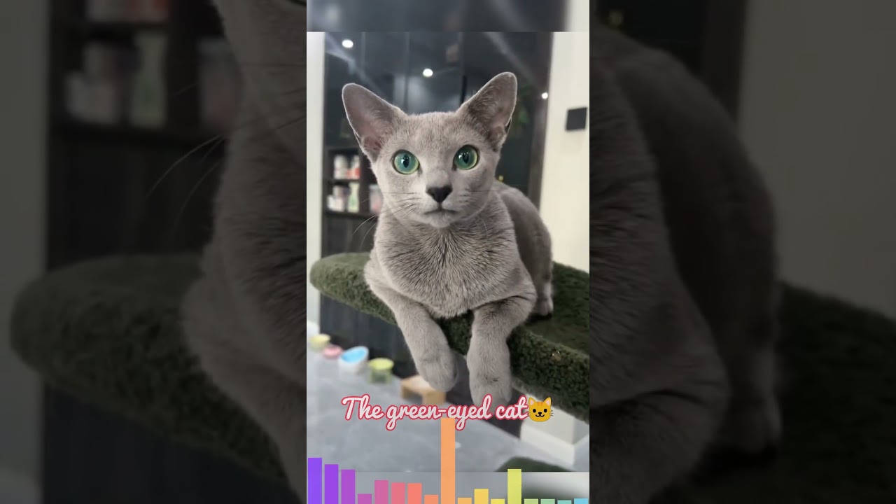 The green-eyed cat🐱 #cute #kitten #meow #shorts #subscribe