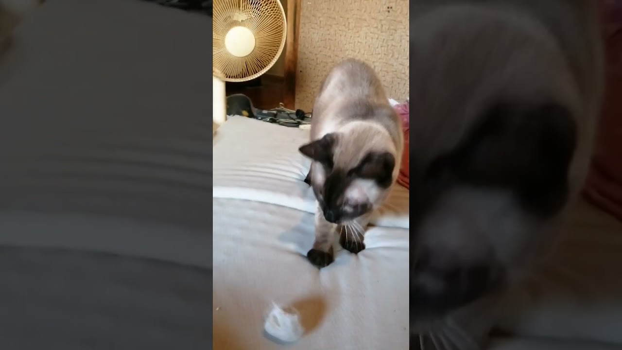 シャム猫#shorts #cat #猫#シャムミックス#15歳
