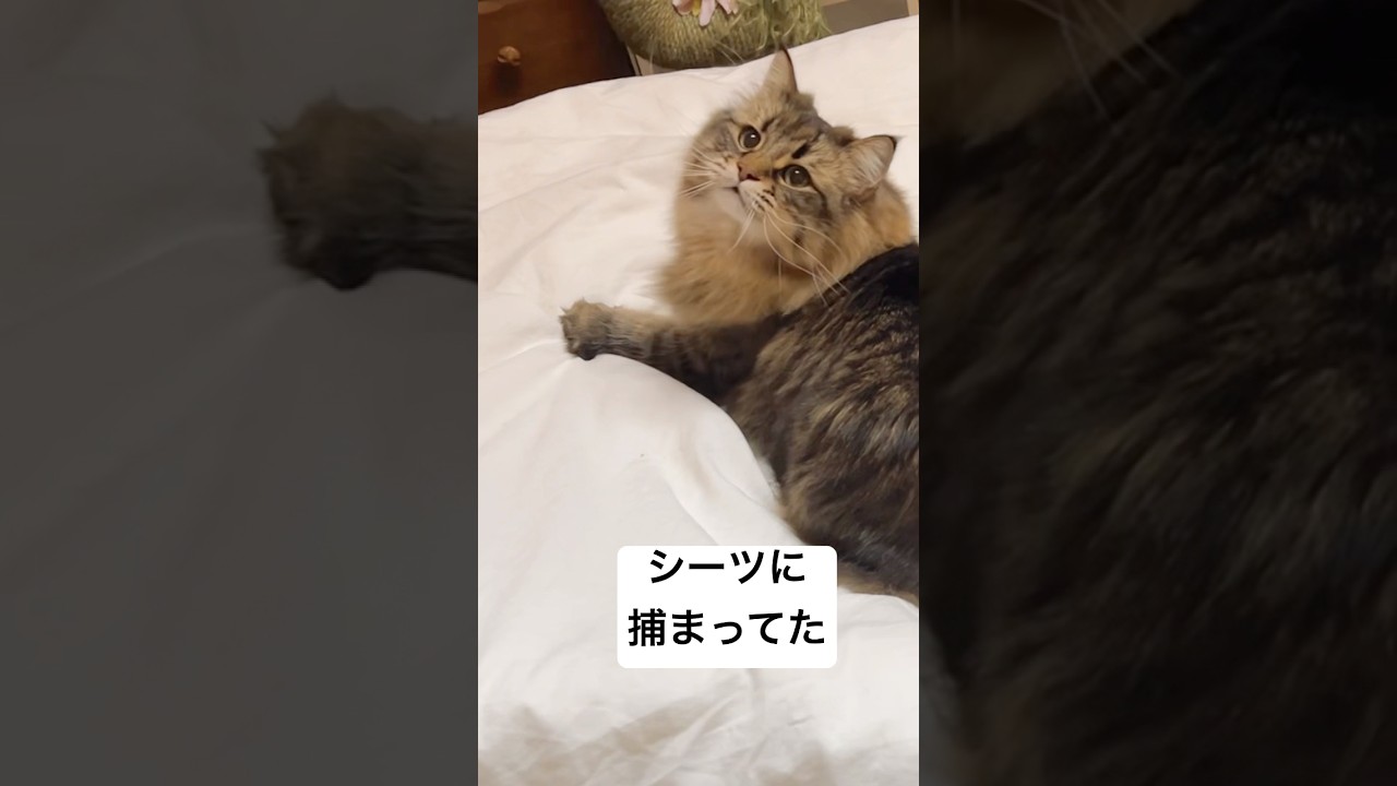 爪引っかかりネッコ #猫 #サイベリアン