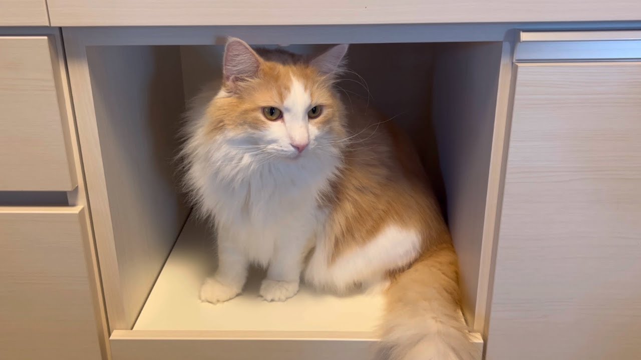 【かわいい🩷】不思議な空間に入っちゃうもふ猫たち♡ノルウェージャンフォレストキャットとターキッシュアンゴラ