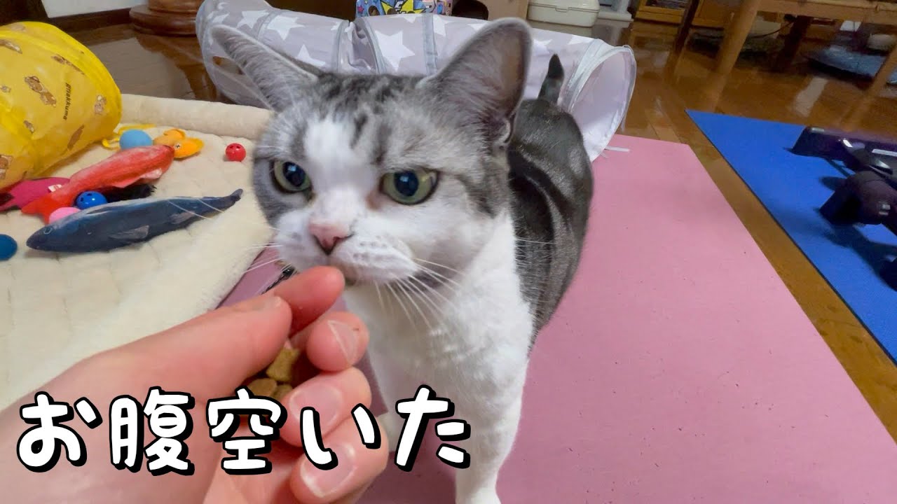 おやつに夢中な猫が可愛い【アメリカンショートヘア】