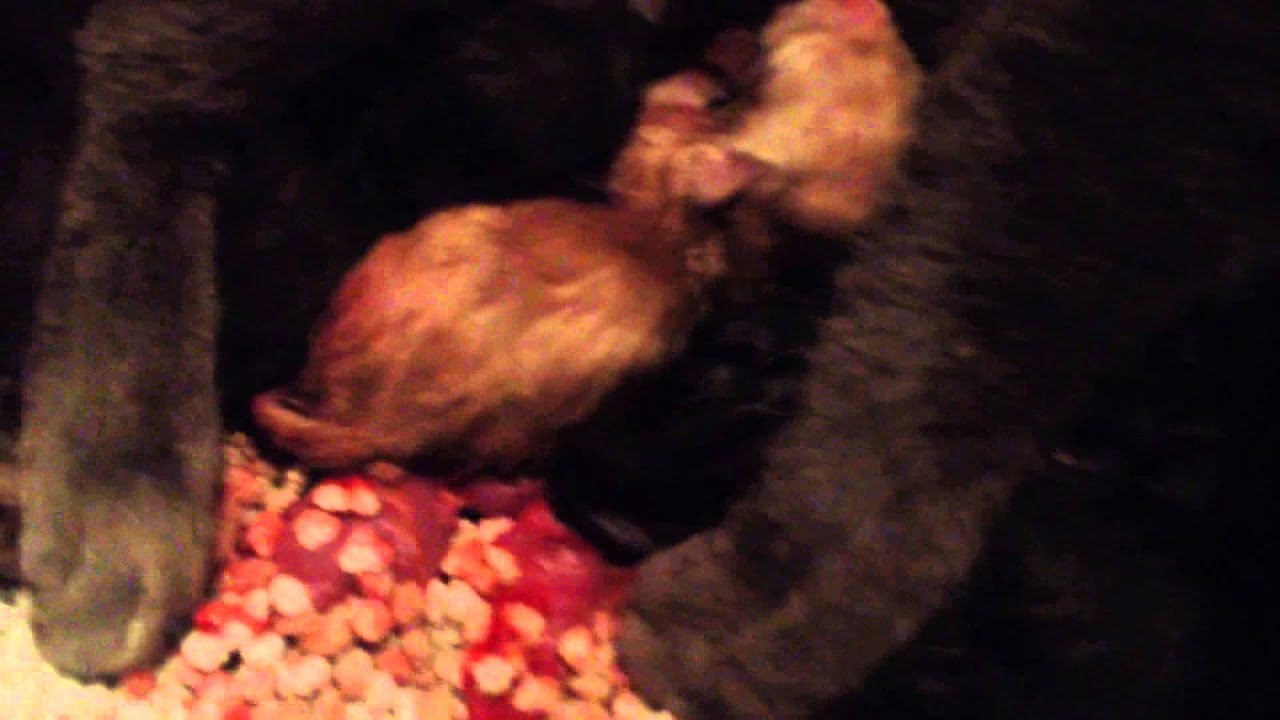 Naissance de chat Korat