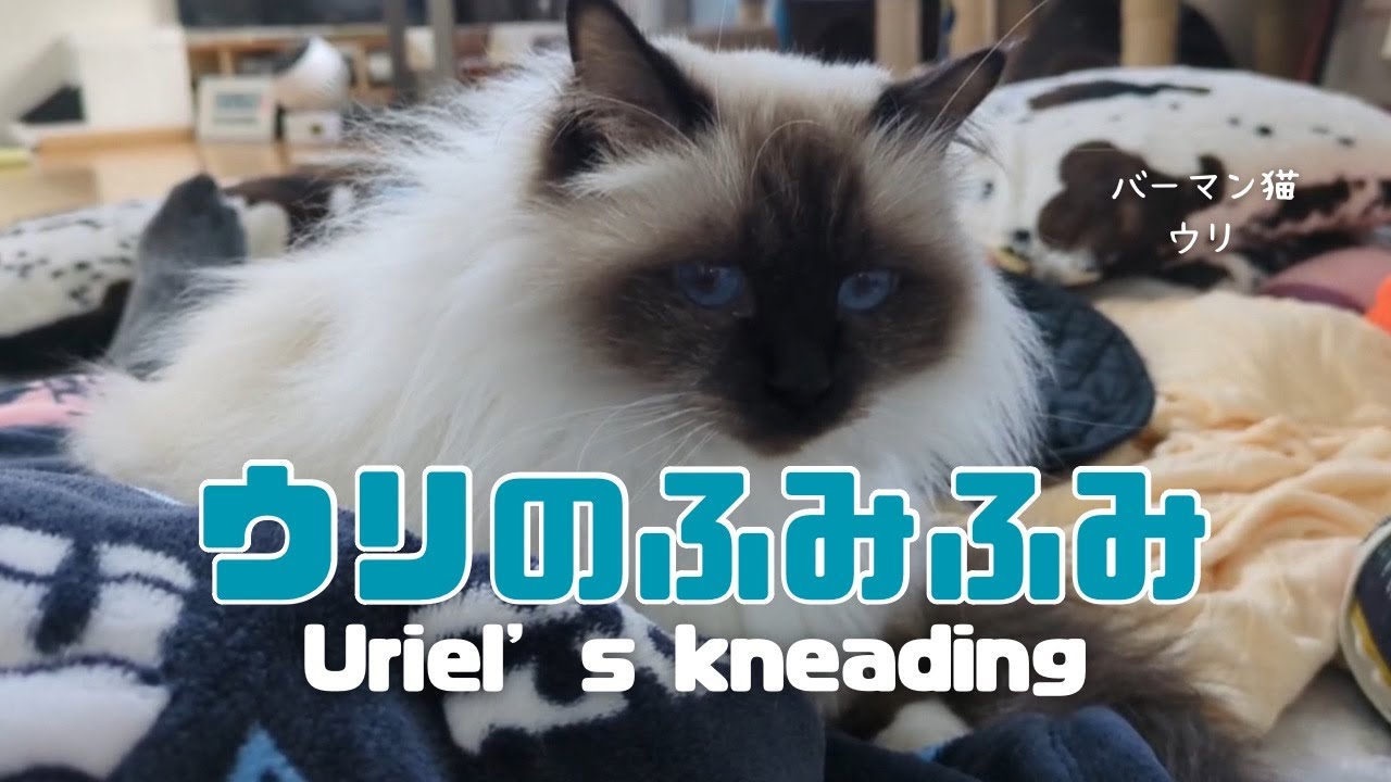 バーマン猫ウリ【ウリのふみふみ】Uriel’s kneading （バーマン猫）Birman/Cat