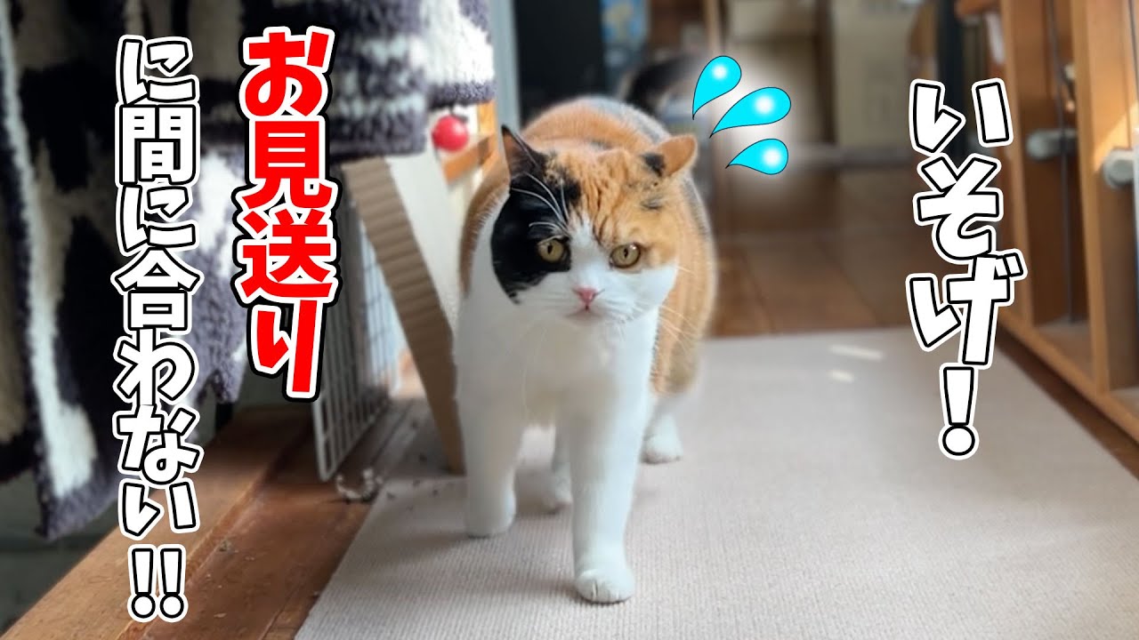 大好きな母が出かけようとすると急いで玄関までお見送りに向かう猫がこちら！