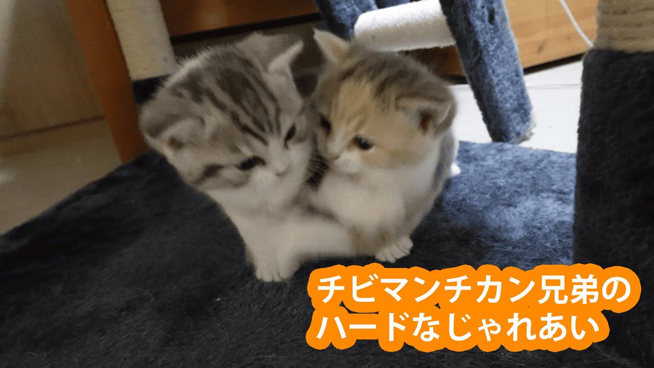 生後約1ヶ月のチビマンチカン兄弟のじゃれあい動画。